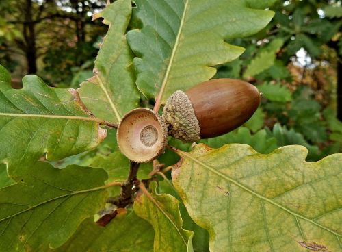 oak tree acorns oak