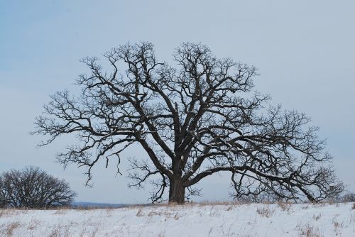 oak tree winter snow
