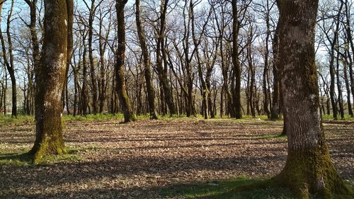 oak trees  spring  foloi forest