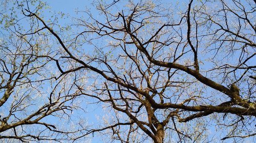 oak trees  branches  sky