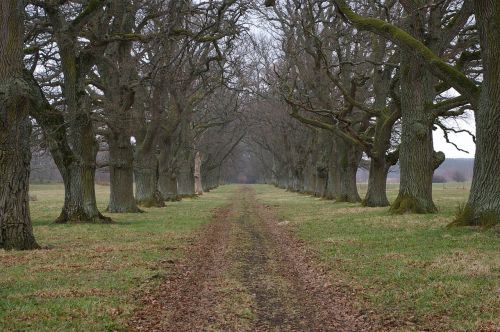 oak trees avenue road