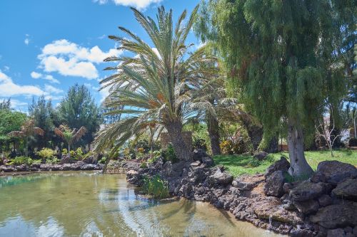 oasis palm trees water