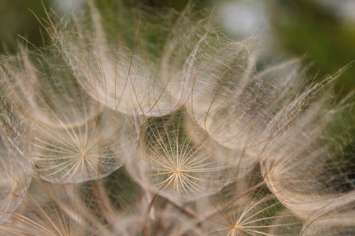 oat root tragopogon porrifolius wild flower