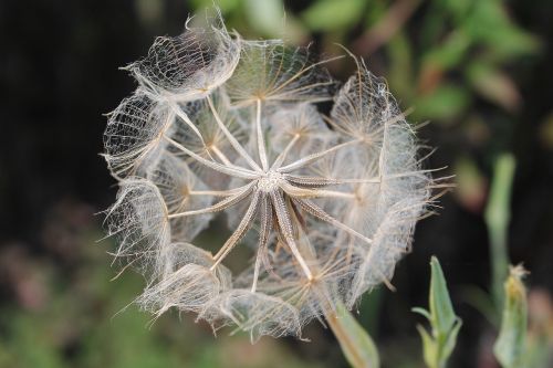 oat root tragopogon porrifolius wild flower