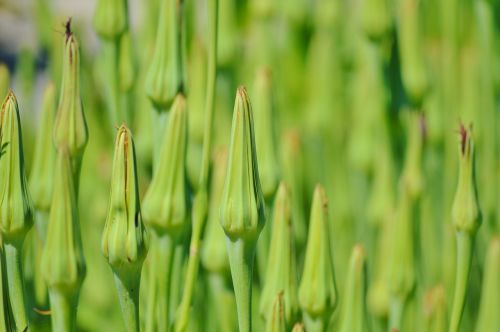 oat root ragopogon porifolius flower