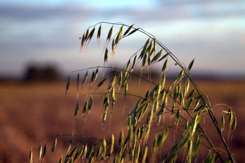 oats collections harvest festival