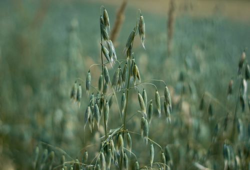 oats corn field