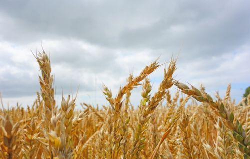 oats oat field arable