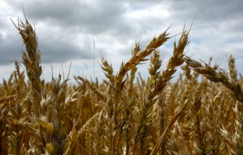oats oat field arable