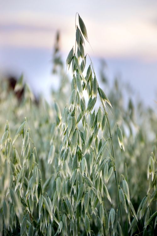 oats landing field