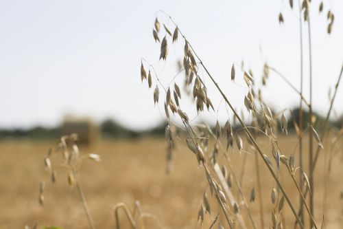 oats farm landscape landscape