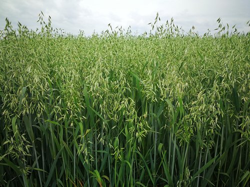 oats  avena sativa  field