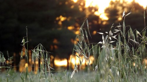 oats  forest  nature