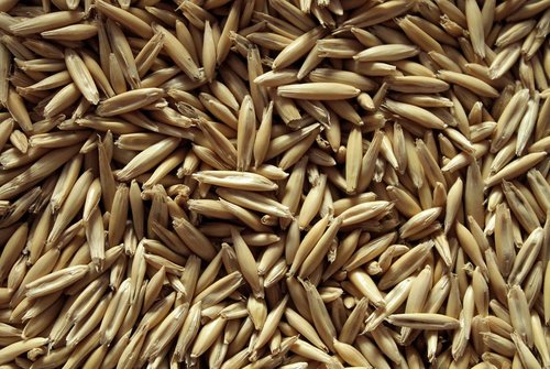 oats  oatmeal  seeds