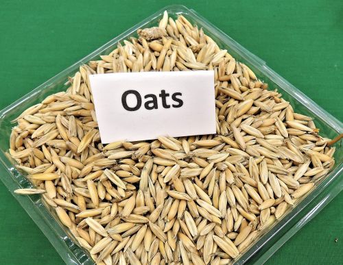 oats grain cereal