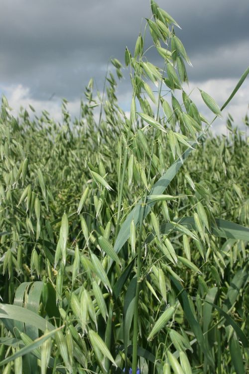 oats grain arable farming