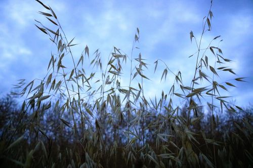 oats field cereal sky