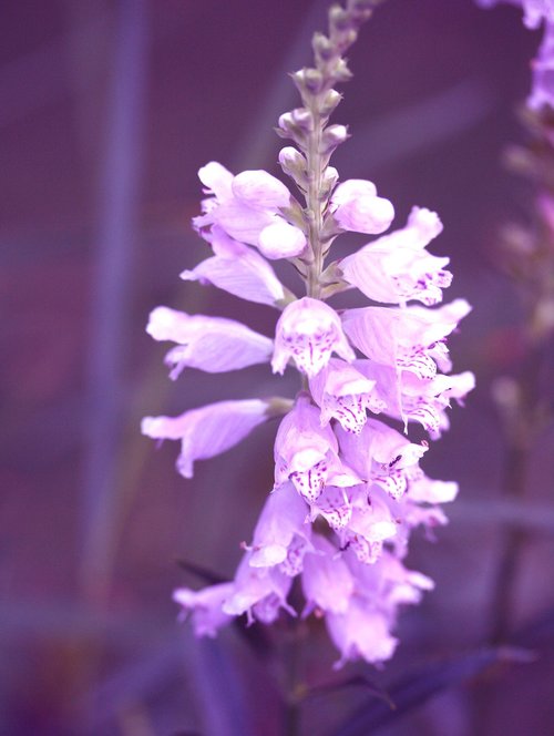 obedient flower  purple flower  false dragonhead