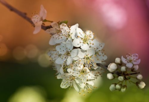 obstblueten flowers spring