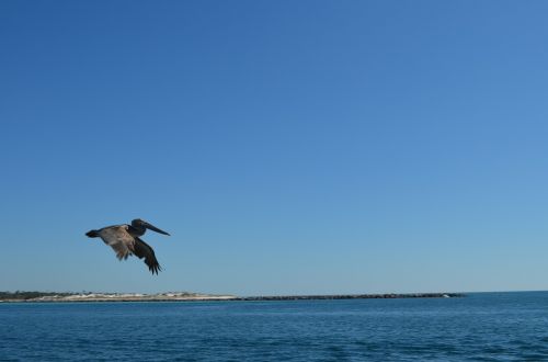 birds pelican flight