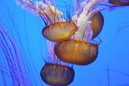 ocean underwater jellyfish