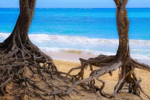 ocean tree roots