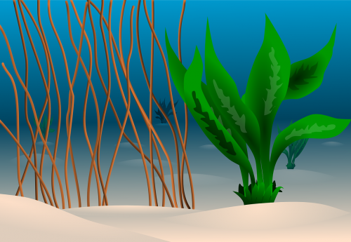 ocean plants sand