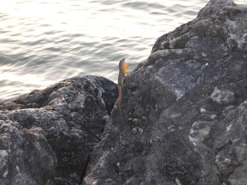 ocean lizard island