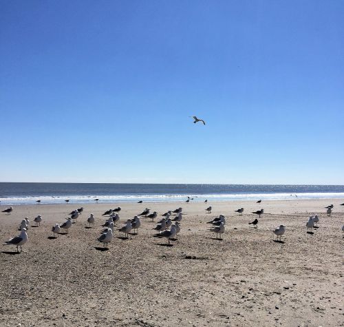 ocean seagulls beach