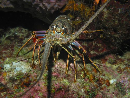 ocean lobster crustacean