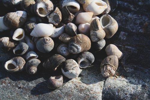 ocean rock sea shells