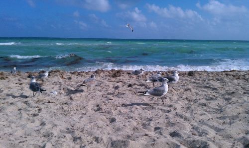 ocean atlantic seagulls