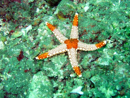 ocean sea starfish