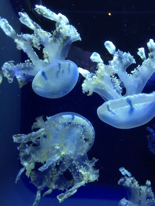 ocean jellyfish blue