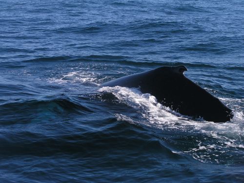 ocean humpback whale