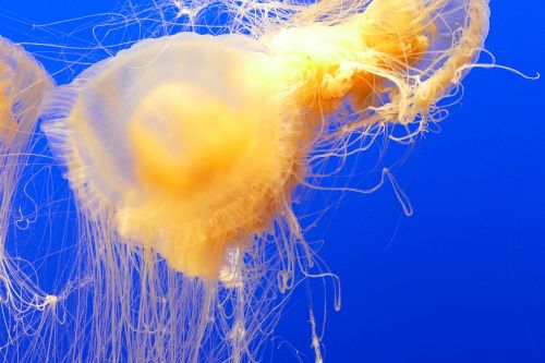 ocean jellyfish aquarium