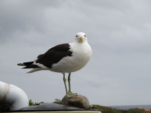 ocean bird nature