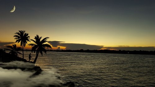 ocean  palm trees  beach