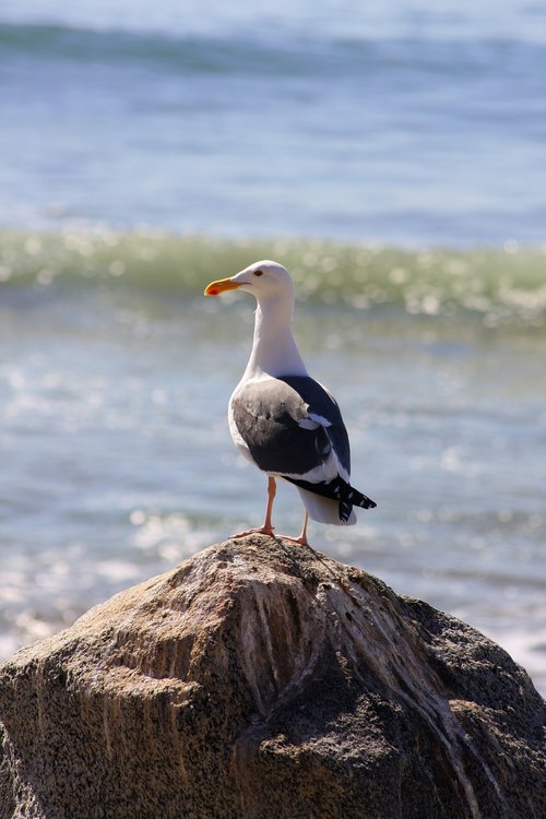 ocean  sea gull  gull