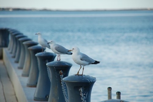 ocean  seagull  bird