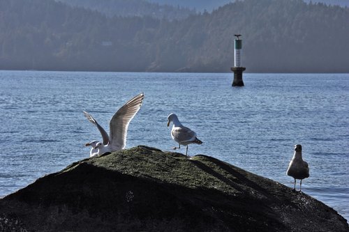 ocean  birds  seagull