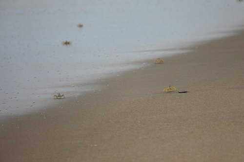 ocean  crab  beach