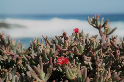 ocean  plant  flower