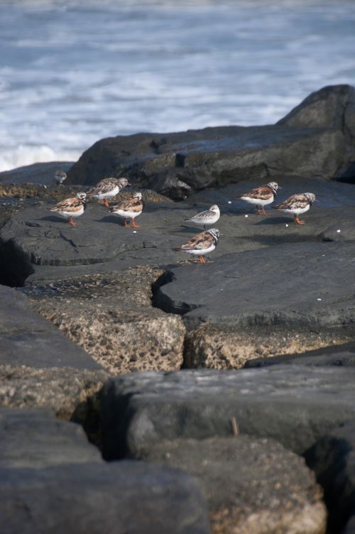 ocean rocks birds
