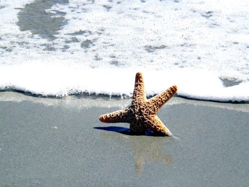ocean shell star fish