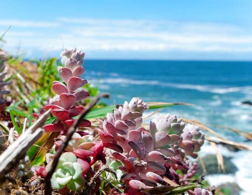ocean  beach  succulents