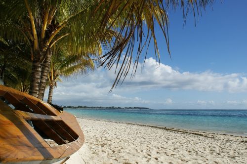 ocean boat palm tree