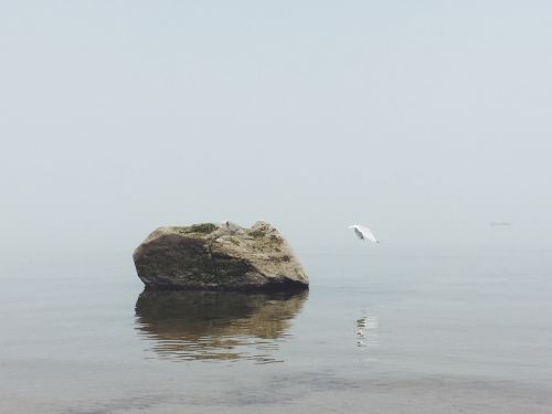 ocean bird seagull