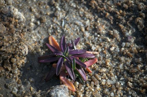 Ocean Flower