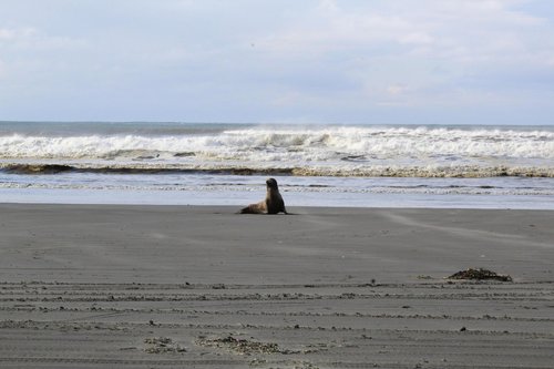 ocean shores  beach  sea lion